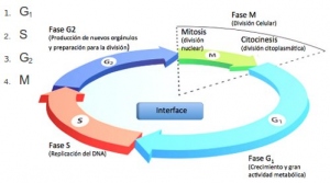 Figura 1