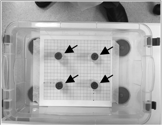 Figura 1. Configuração basal das fontes (setas) no simulador.